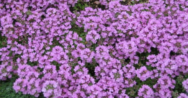 Thymus serphyllum